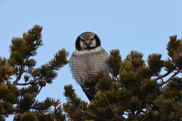 northern hawk-owl or northern hawk owl (Surnia ulula) Norway