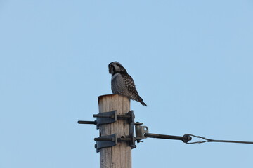 northern hawk-owl or northern hawk owl (Surnia ulula) Norway