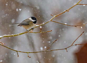Carolina chickadee perched on tree branch in falling snow