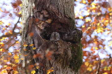 Tawny Owl or Brown Owl (Strix Aluco) sitting on the tree in the forestTawny Owl or Brown Owl (Strix Aluco) sitting on the tree in the forest