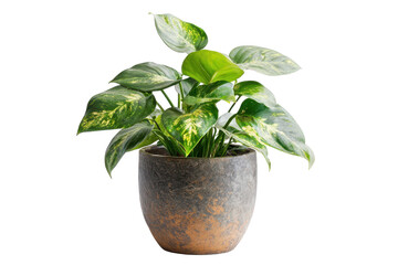 Modern Ceramic Planter Isolated on transparent Background for Stylish Home Decor Ideas