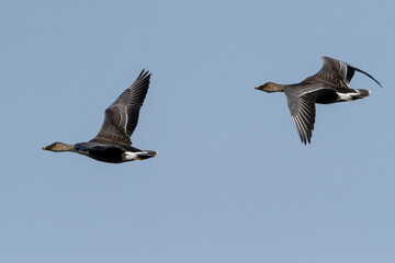Fliegende Tundrasaatgänse im Herbst am Gülper See   © Karin Jähne