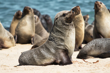 Robbenkolonie bei Pelikanpoint Namibia Walfischbay