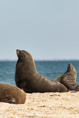 Fototapeta premium Robbenkolonie bei Pelikanpoint Namibia Walfischbay