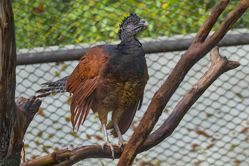 A striking bird, the Crested Curassow, with its textured crest and rich brown feathers, sits majestically on a branch. Its patterned body and sharp eyes stand out against the washed-out greenery.