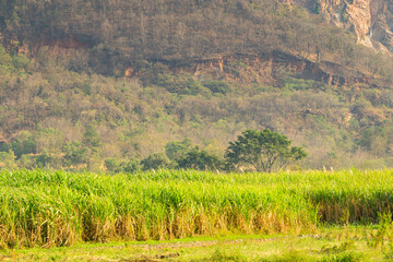 Infrared photography, a lush field of tall green sugarcane stalks stretches across the foreground,...