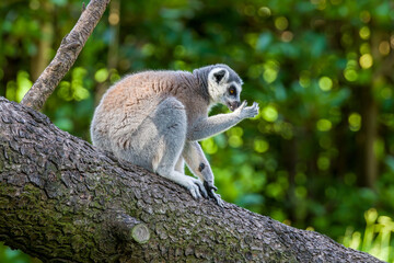 The long-tailed macaques in the forest.
