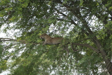 portrait of a leopard lying in a tree in the serengeti national park tanzania, portrait wallpaper background (Panthera pardus pardus)