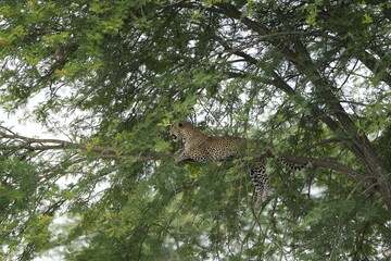 portrait of a leopard lying in a tree in the serengeti national park tanzania, portrait wallpaper background (Panthera pardus pardus)