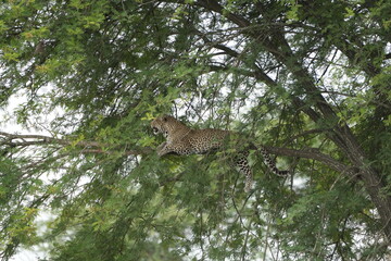 portrait of a leopard lying in a tree in the serengeti national park tanzania, portrait wallpaper background (Panthera pardus pardus)