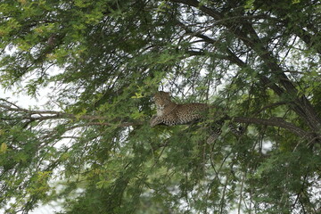 Leopard Resting Gracefully on Tree Branch in Serengeti National Park, Tanzania