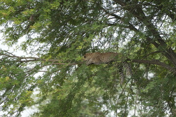 wallpaper of a leopard in a tree in the serengeti national park background