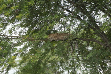 wallpaper of a leopard in a tree in the serengeti national park background