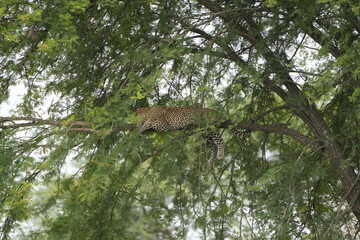 wallpaper of a leopard in a tree in the serengeti national park background