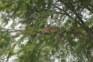 leopard resting and chilling in the tree in the serengeti national park tanzania