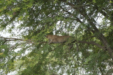Obraz premium leopard resting and chilling in the tree in the serengeti national park tanzania