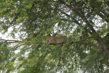 leopard resting and chilling in the tree in the serengeti national park tanzania