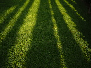 Light and shadows on the green grass. Sunset. Golden light. Shadow.