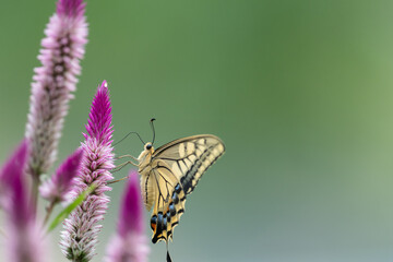 花の蜜を吸うアゲハチョウ
