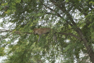leopard resting and chilling in the tree in the serengeti national park tanzania