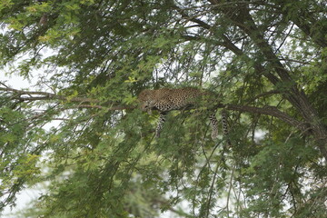 leopard resting and chilling in the tree in the serengeti national park tanzania