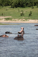 one hippo opening its mouth wide and big in the lake surrounded by more animals and a grass area