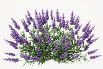 Clear Pixel Image of Lavender Bunch Isolated on Transparent Background