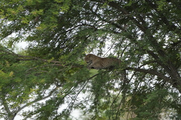 leopard resting and chilling in the tree in the serengeti national park tanzania