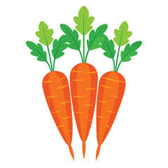 carrot isolated on white