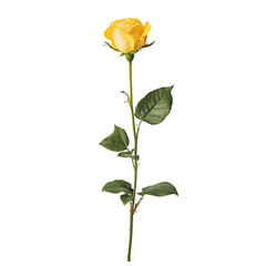 Obraz premium A yellow rose on a long stem, isolated against a transparent background png
