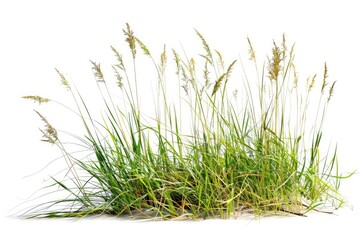 Detailed Color Picture of Growth of Buffalo Grass Known for Drought Resistance