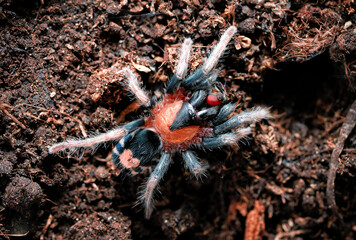 Cyriocosmus elegans the dwarf tarantula with a heart. The most striking feature of this spider is its heart-shaped abdomen, which has earned it the nickname 