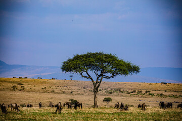 herd of wildebeest in serengeti