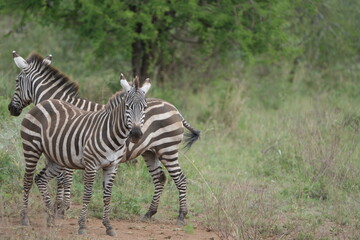 close up of a herd of zebras walking across the serengeti national park in tanzania, wildlife...
