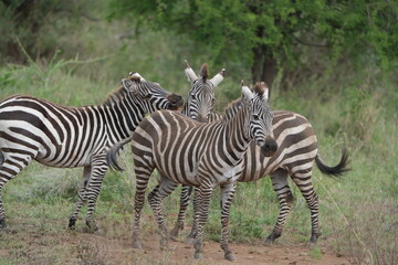 close up of a herd of zebras walking across the serengeti national park in tanzania, wildlife...