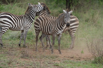 pair of zebras standing on the road of one of the highways in the serengeti national park, tanzania