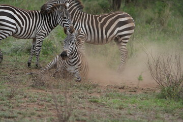 Fototapeta premium zebra rolling in the dust to get rid of exoparasites. Wild Zebra Foal Tumbles in Dust Beside Mother – Serengeti National Park Wildlife Momen