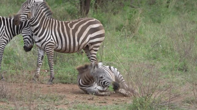 zebra rolling in the dust to get rid of exoparasites. Wild Zebra Foal Tumbles in Dust Beside Mother &ndash; Serengeti National Park Wildlife Momen