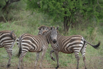 pair of zebras standing on the road of one of the highways in the serengeti national park, tanzania