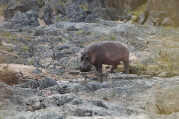 hippopotamus (hippo) walking outside of the water in the serengeti national park at a hippo pool, tanzania