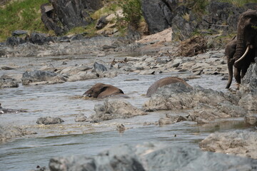 two african elephants playing and drinking water in a hippo pool in the serengeti national park tanzania, 