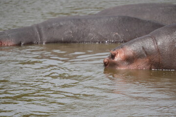 Hippos Gather in the Hippo Pool, Serengeti National Park, Tanzania