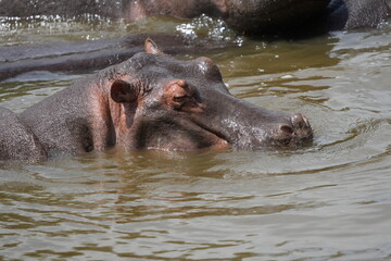hippopotamus in water of a hippopool (close up, portrait), in the serengeti national park tanzania