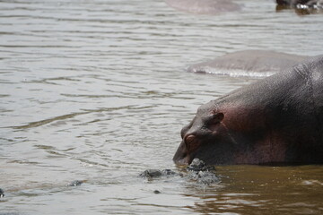 close up of hippos roaming in a hippo pool