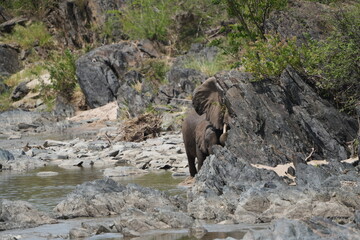close up of an elephant roaming in a hippo pool