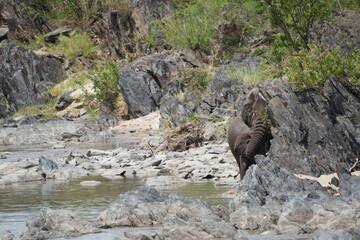 an empty part of the hippo pool in the serengeti