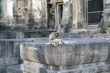 Macaques du temple Phra Prang Sam Yod à Lopburi