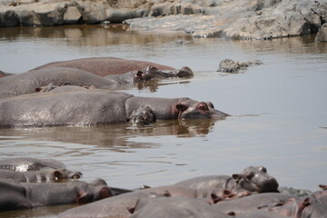hippos huddled together in the hippo pool in serengeti national park tanzania