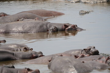 portrait wallpaper of hippos lounging in a hippo pool in the serengeti national park, behaviour and...