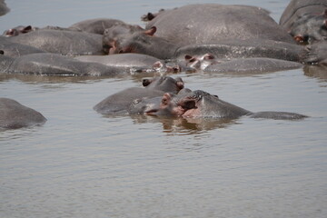 portrait wallpaper of hippos lounging in a hippo pool in the serengeti national park, behaviour and...